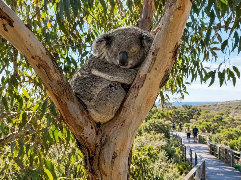 Pinnacles, Yanchep & Swan Valley Day